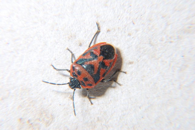 Eurydema dominulus ?